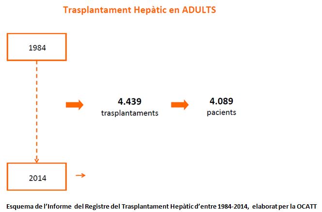 trasplantament_hepatic_en_adults