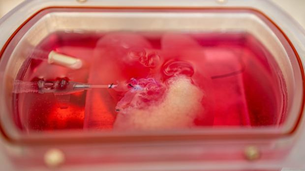 Fabrican por vez primera mini hígados de laboratorio como banco de pruebas de nuevos fármacos