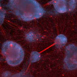 Las mitocondrias son responsables del rechazo de los trasplantes de células madre